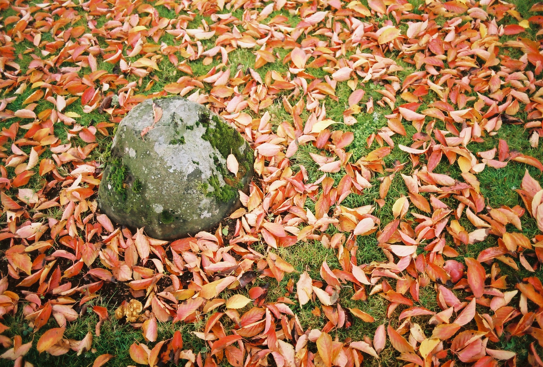 Stone and Autumn Leaves