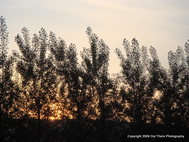 Sunset Poplars