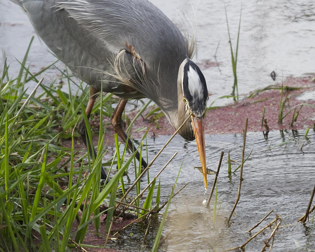The Story of the Heron and the Minnow
