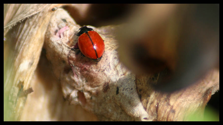 Tiny Fly - Huge Ladybug!