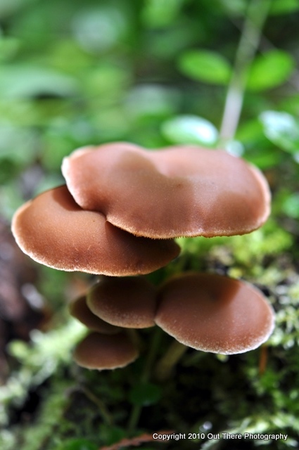 unknown fungus