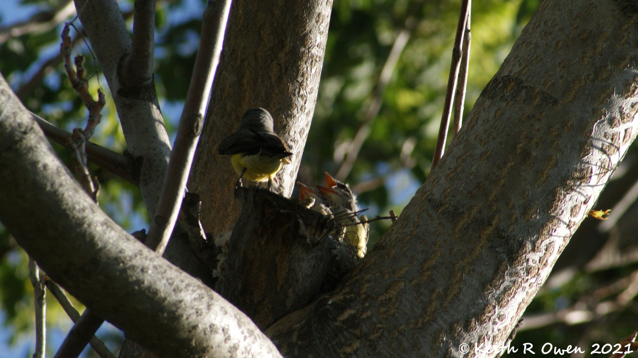 Western Kingbird Nest