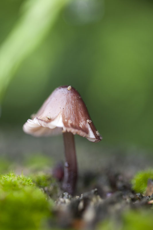 11062010_fall2010_0011