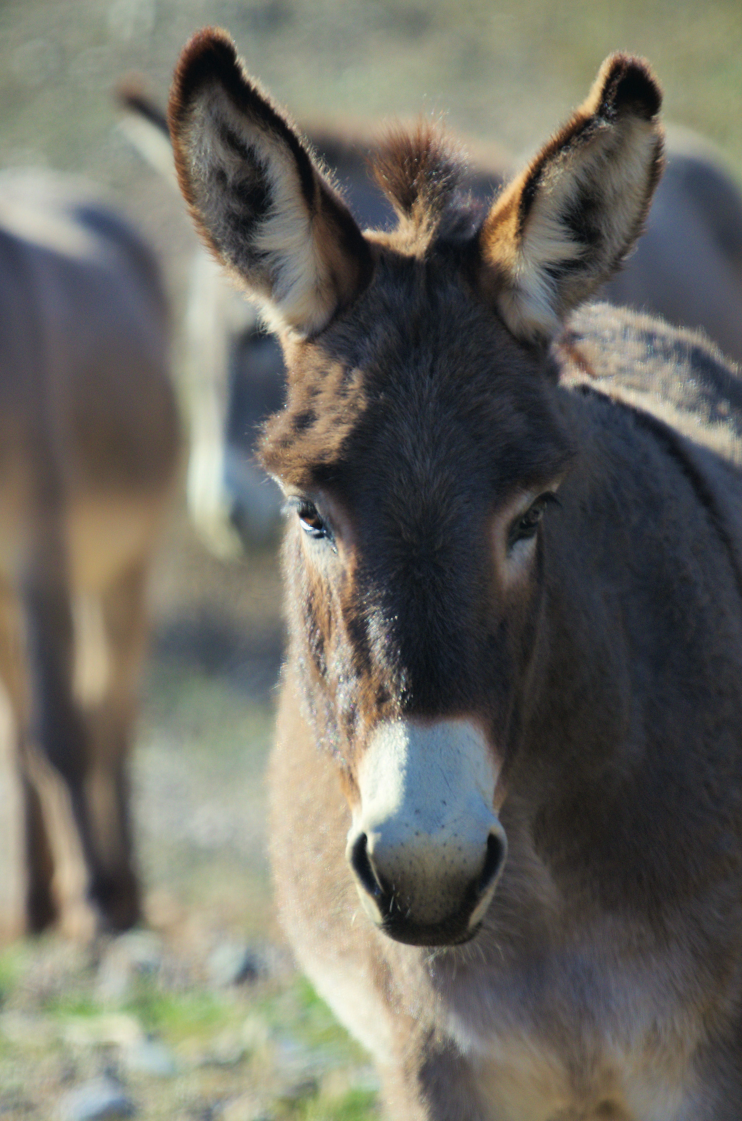 1burro-web1