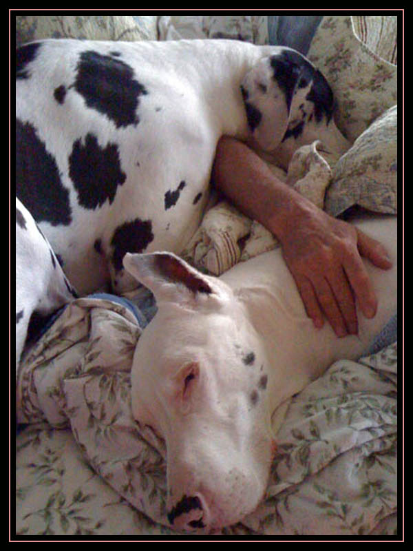 2 Dog Nite