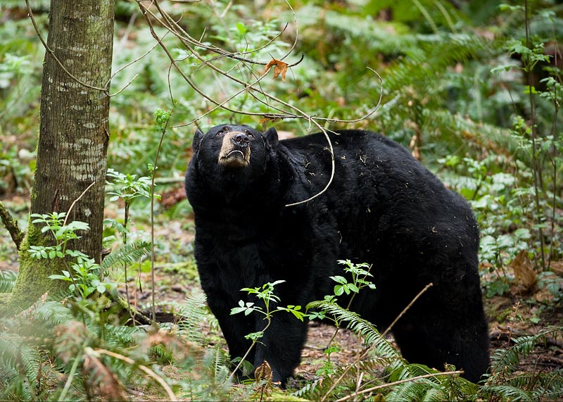 2AVS8024_bear