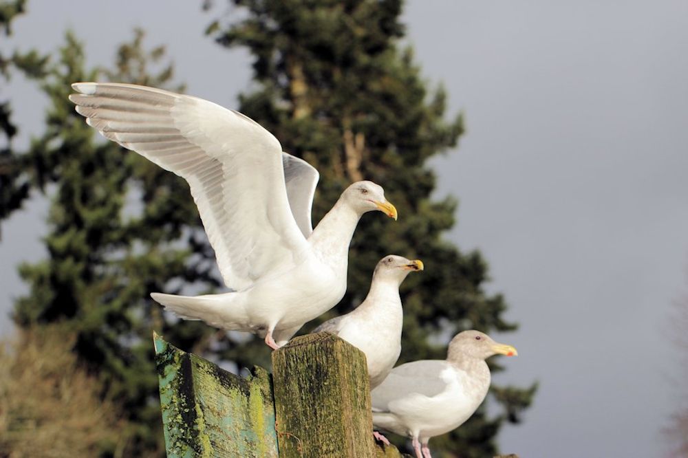 3_gulls
