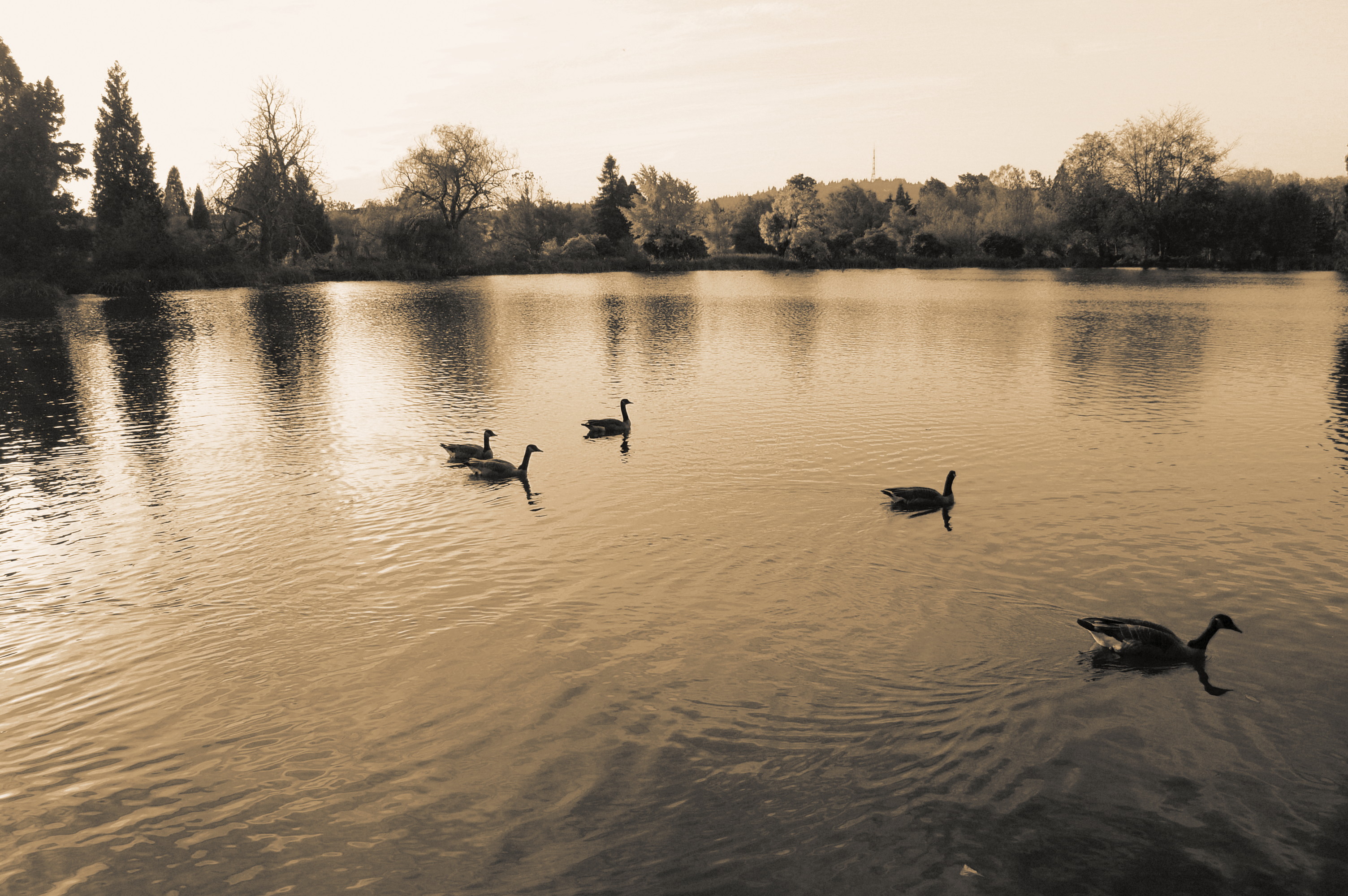 5 geese