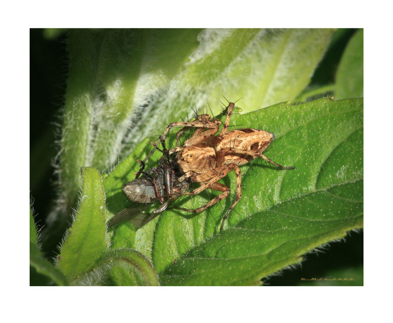 624-09_spider_and_fly_1_copy