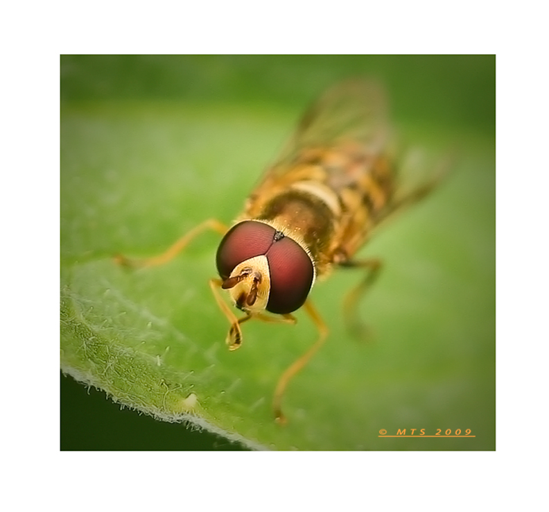 625_09_hoverfly_head