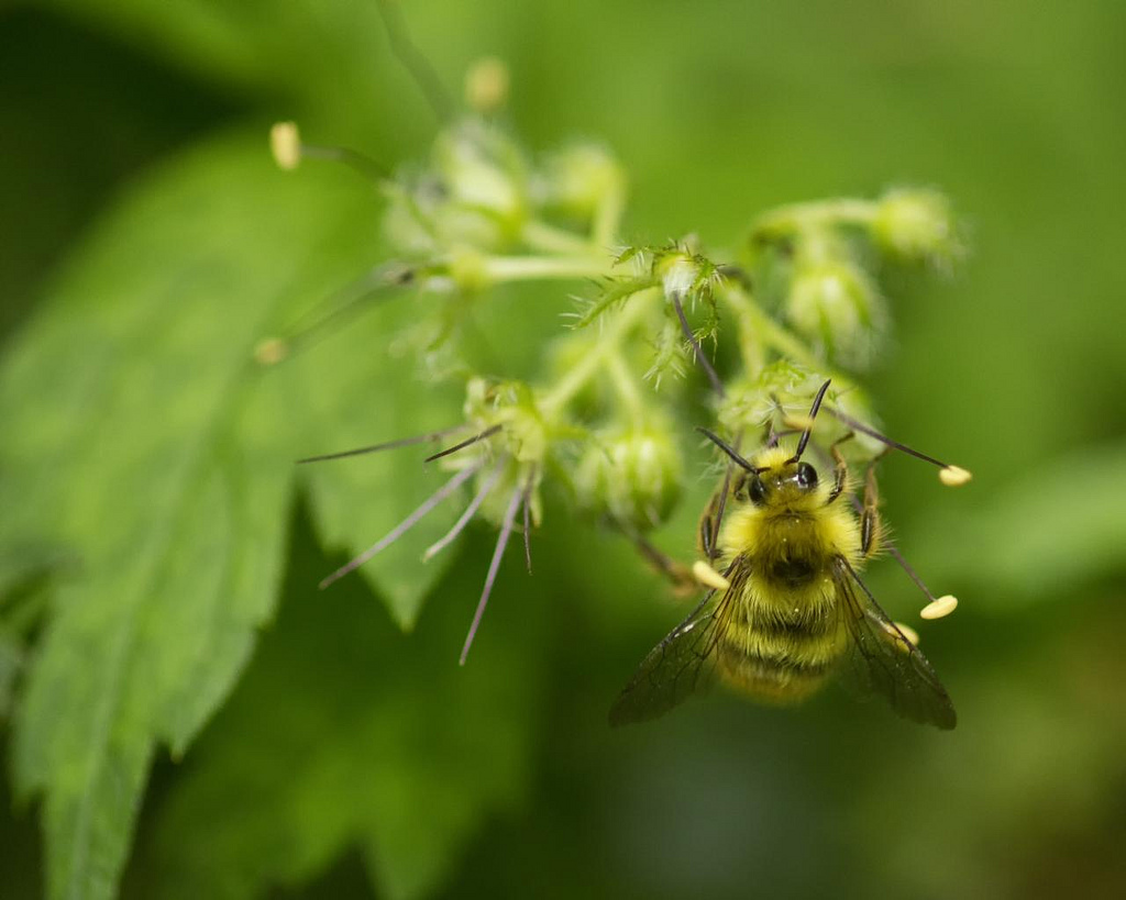 A Bee-utiful Day