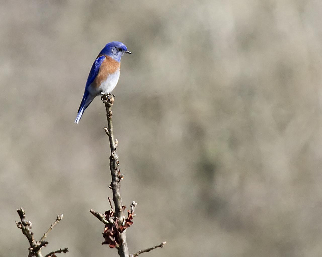 A bluebird day in Oregon.