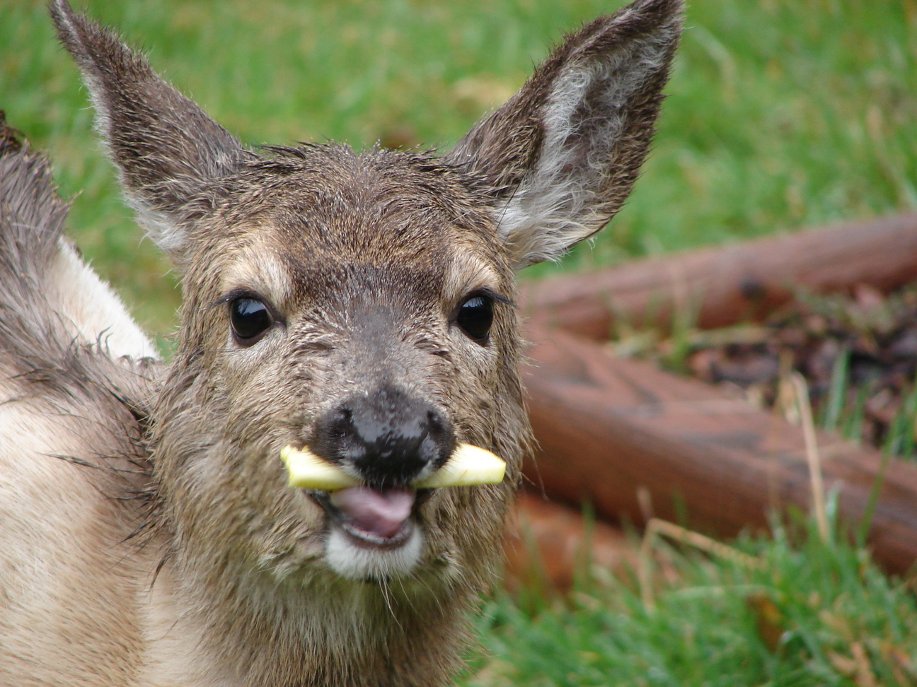 A DEAR DEER 1
