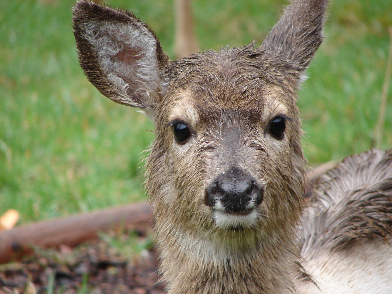 A DEAR DEER
