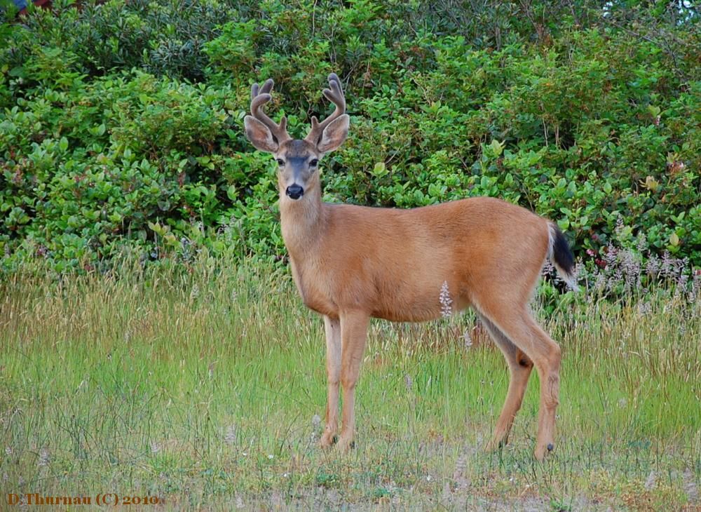 a deer
