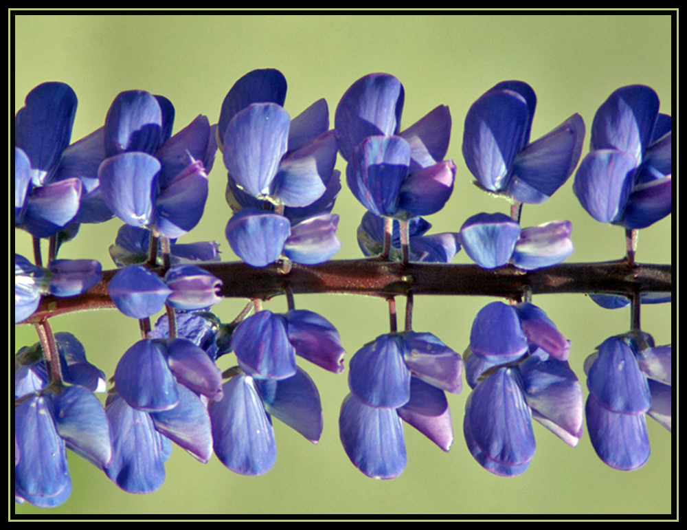 A Floral Bridge