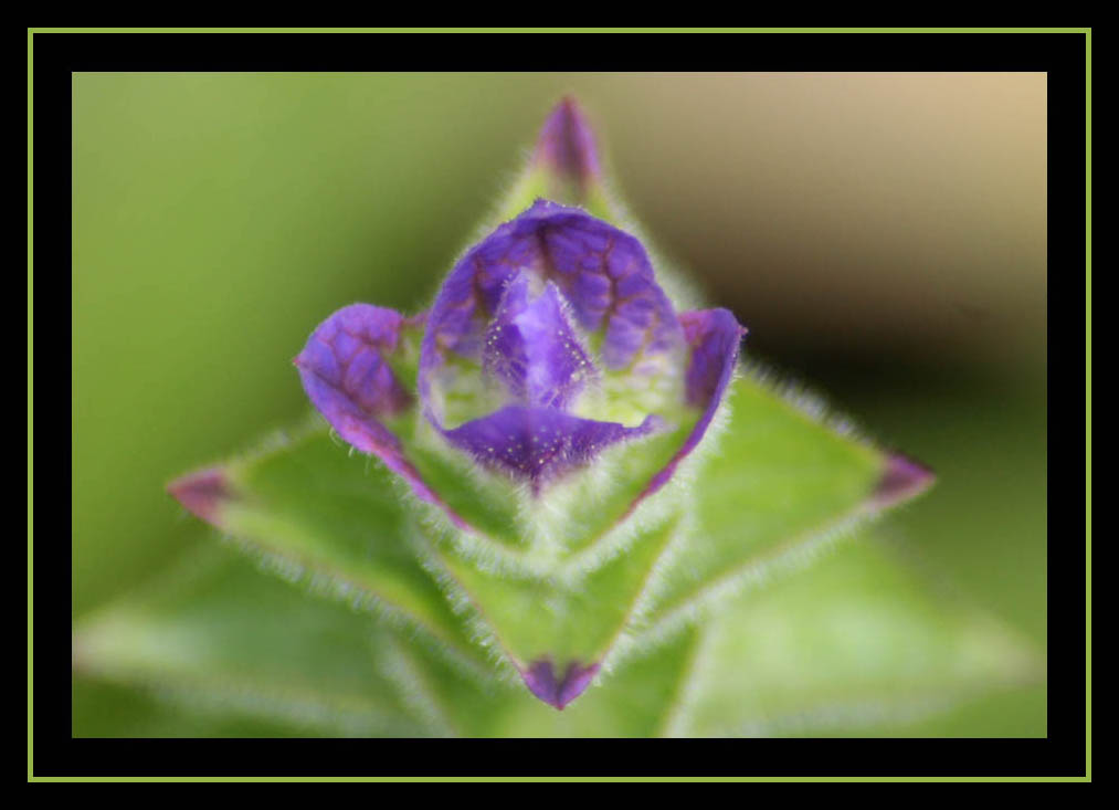 A Flower Face