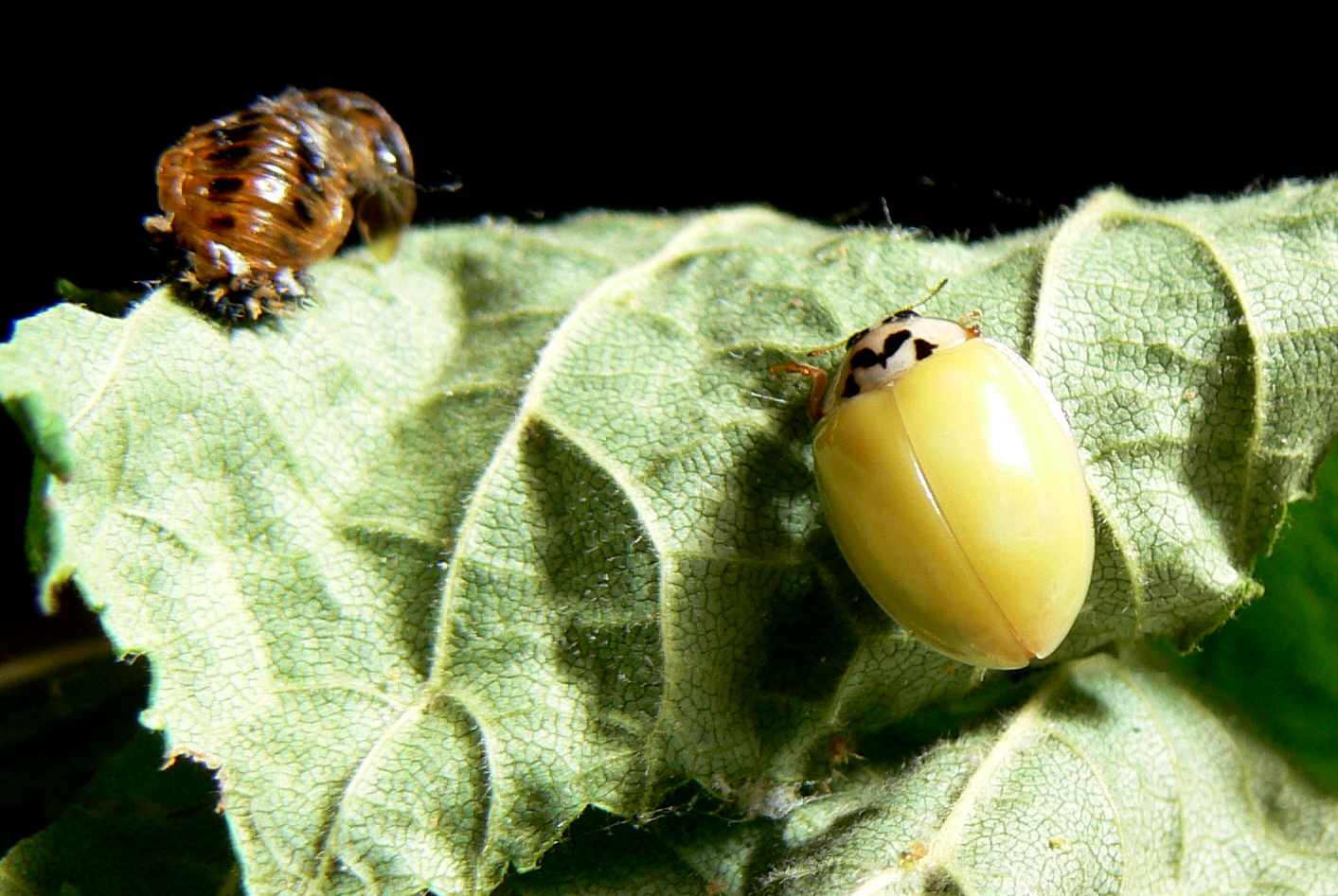A ladybug