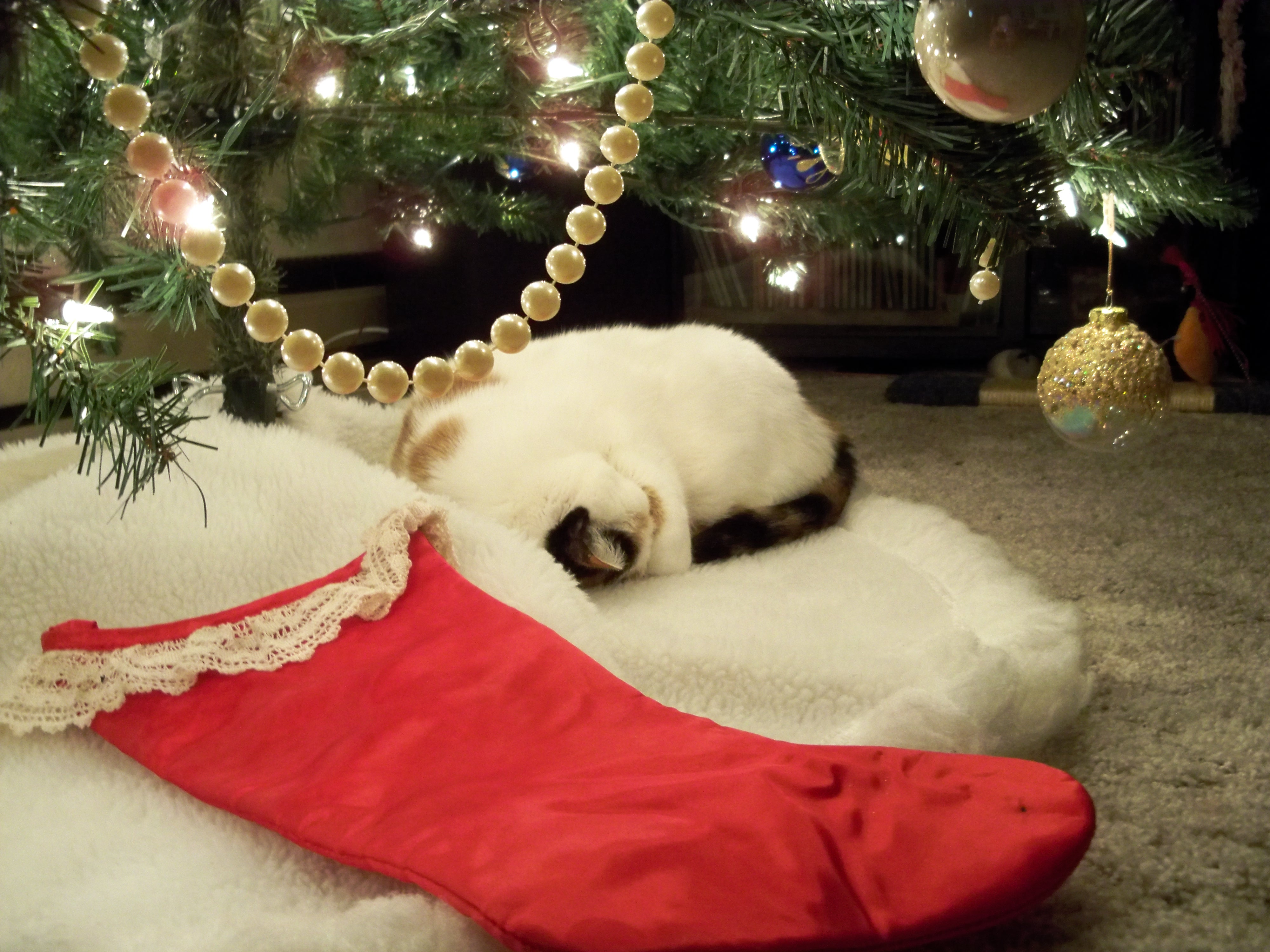 A Long Winters Nap