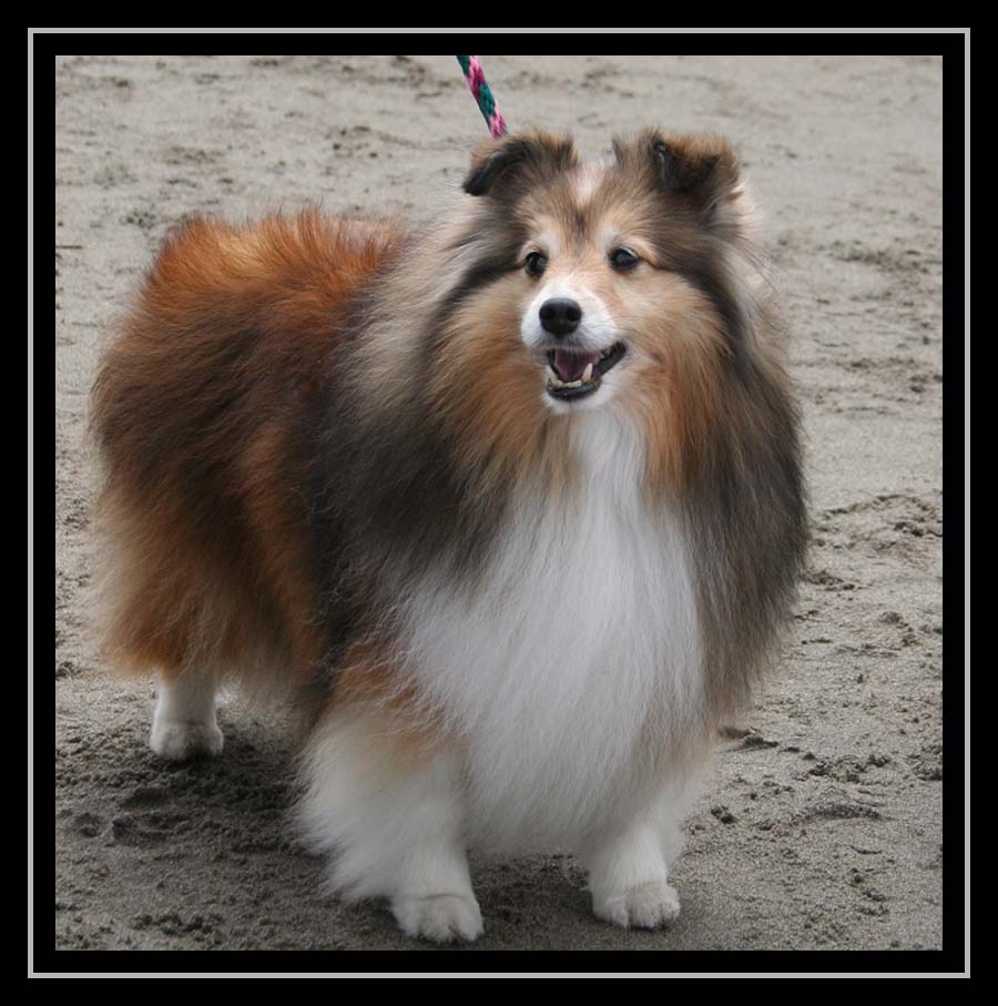 A Proud Pretty Dog