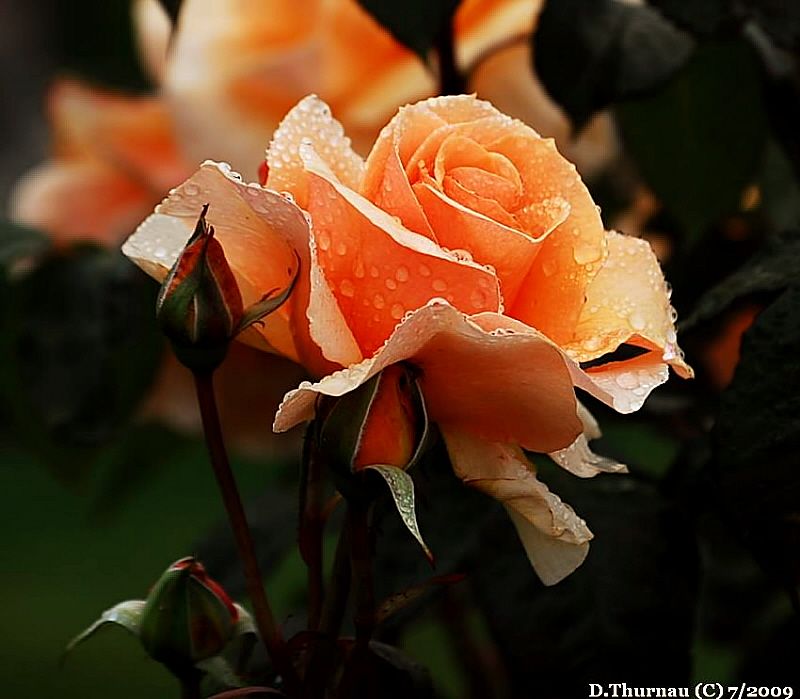 a  rose
