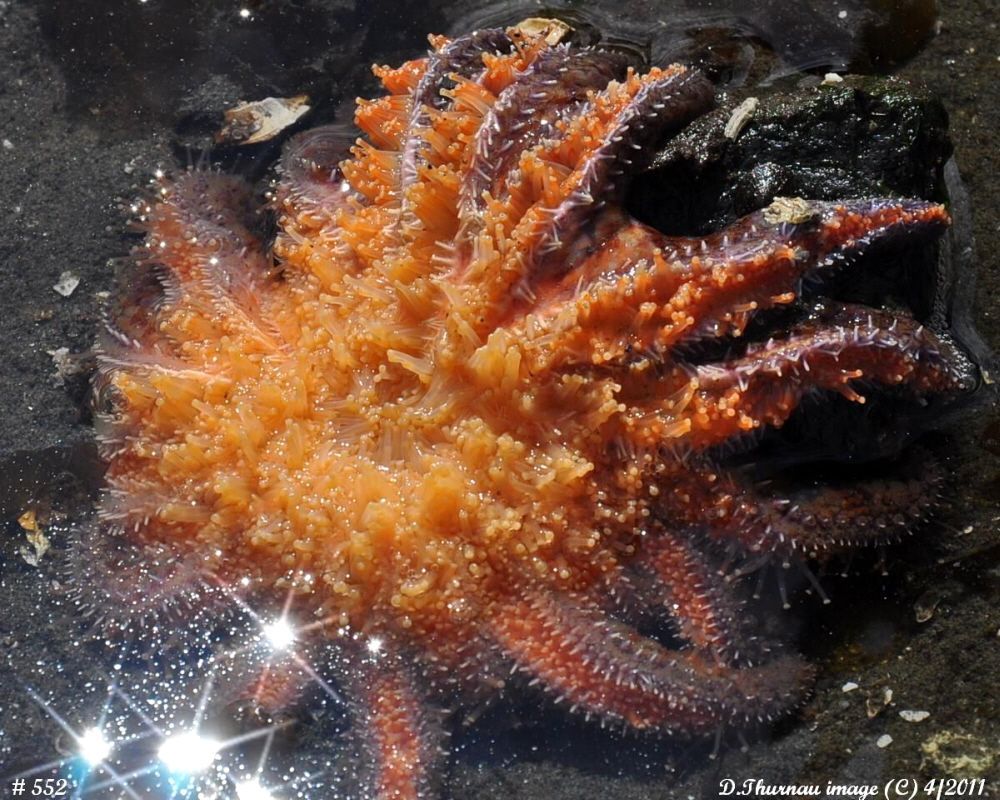 A Starfish