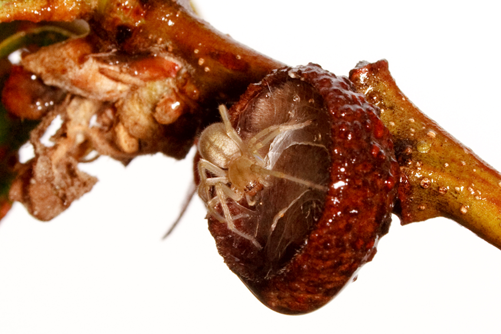 Acorn Spider