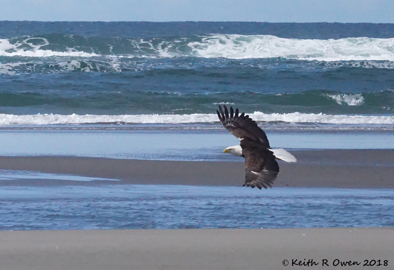 Adult Bald Eagle