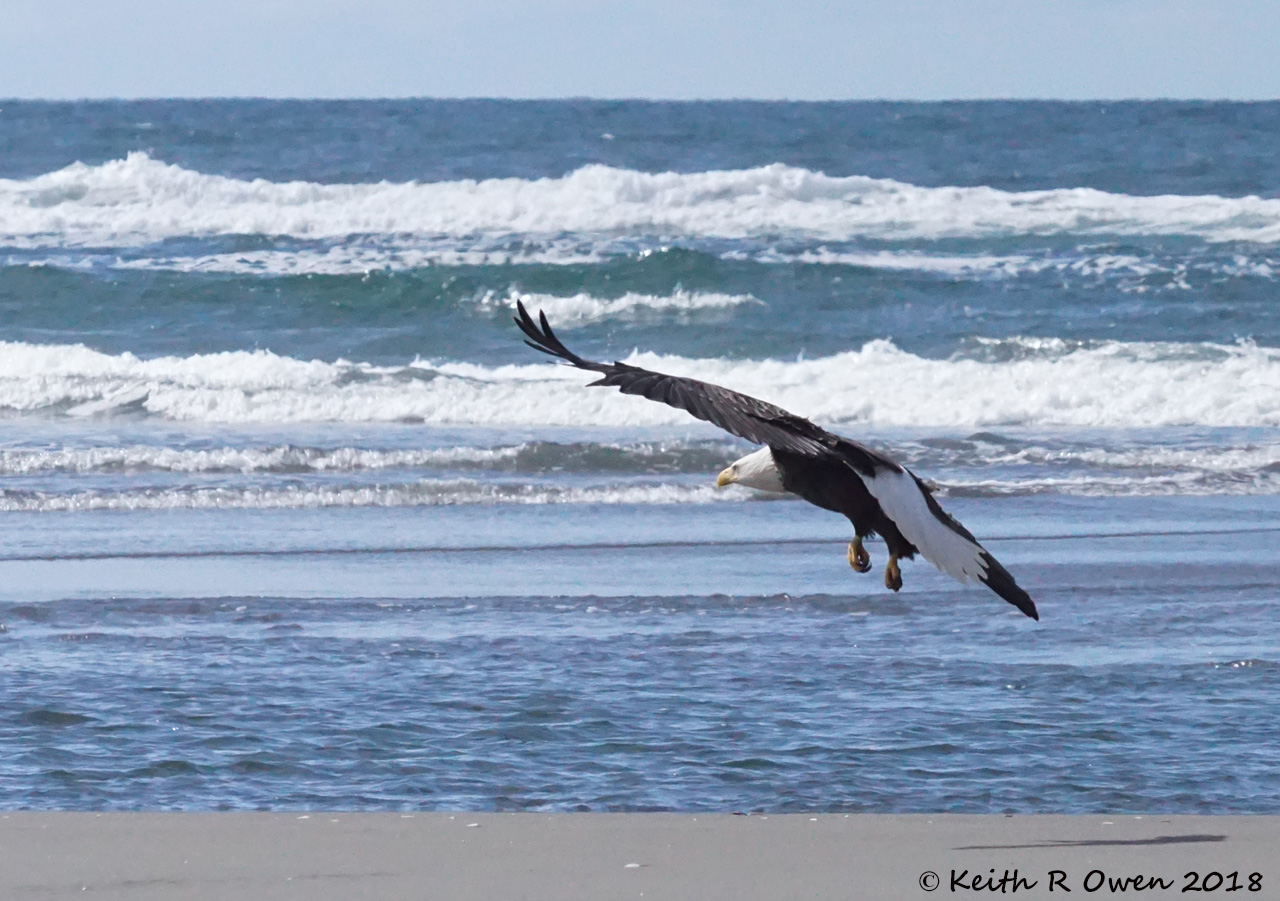 Adult Bald Eagle