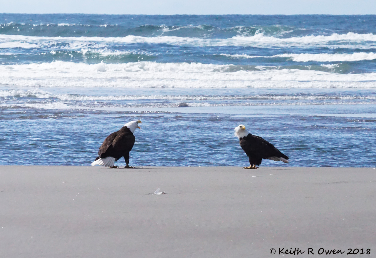 Adult Bald Eagles