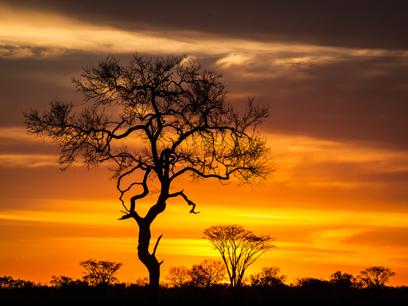 African Sunset