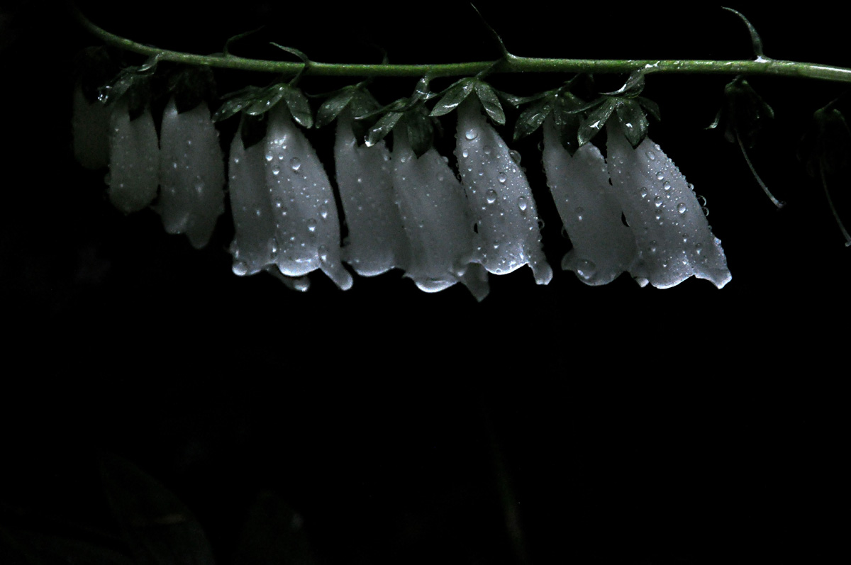 After a Summer rain