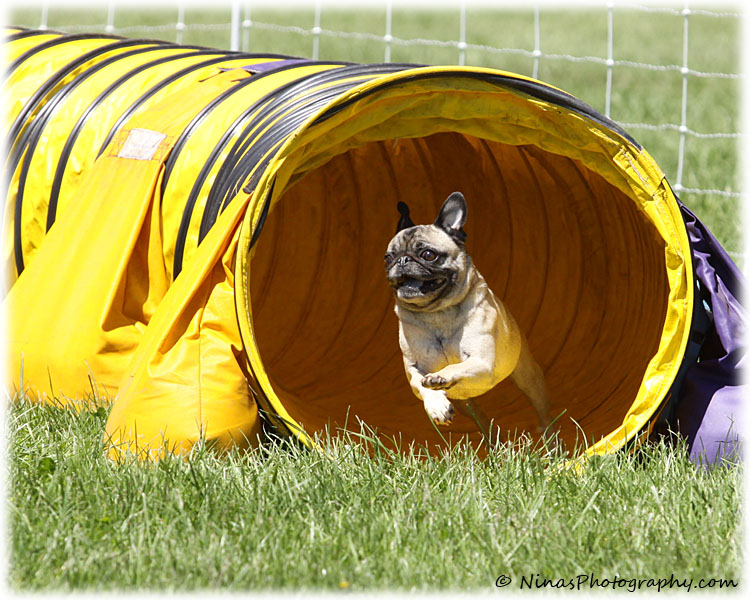 Agility Pictures