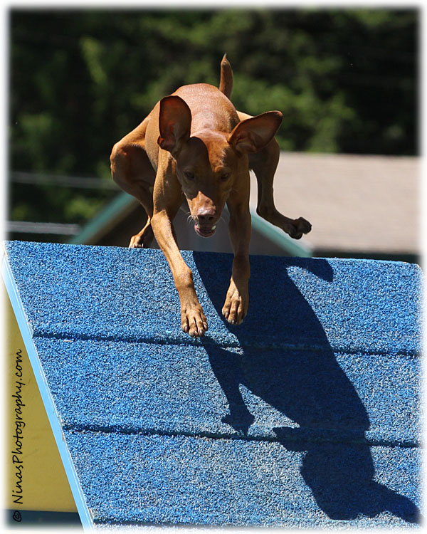 Agility Pictures