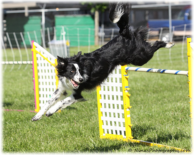 Agility Pictures