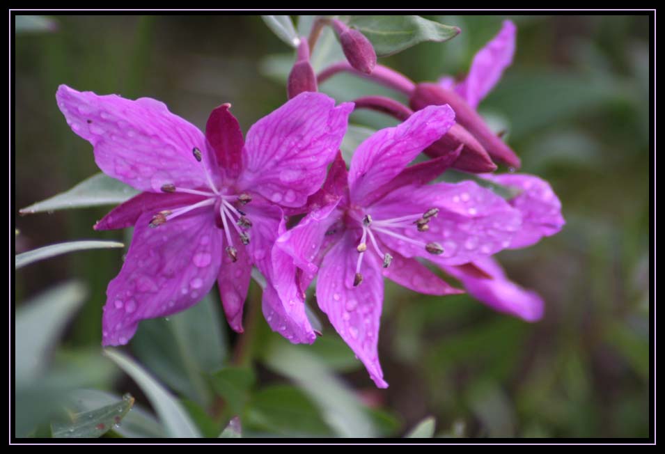 ahhh, Spring Showers