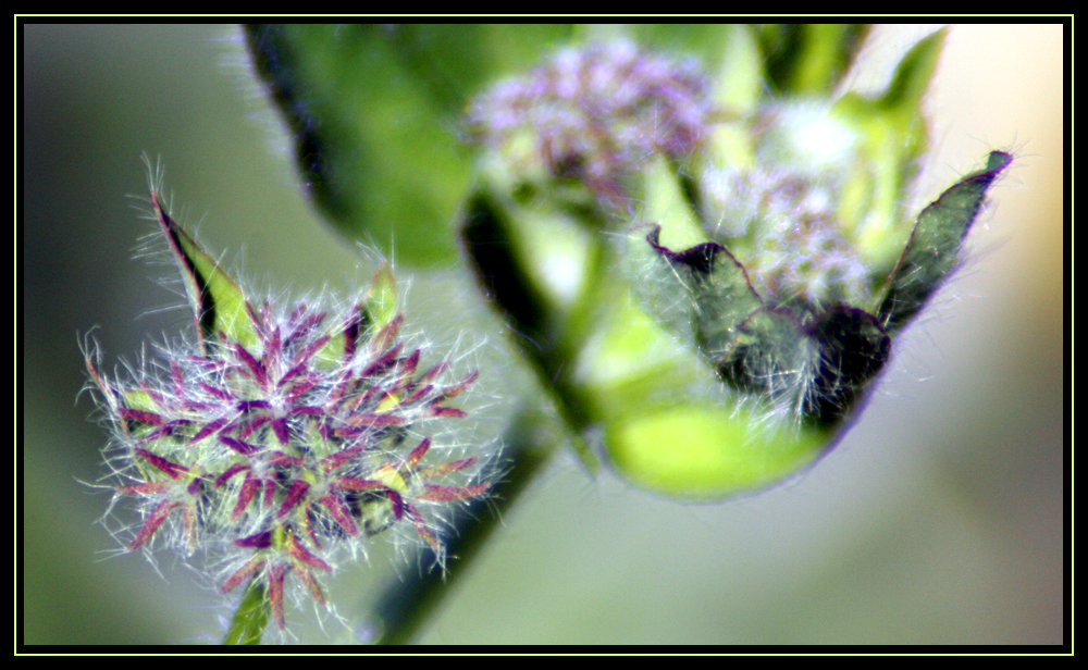 Air Borne Seed Heads