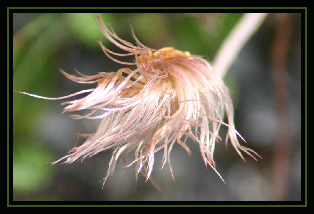 AirMail Seeds