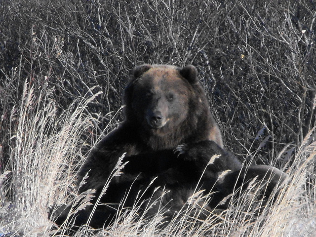 Alaska Grizzly Bears