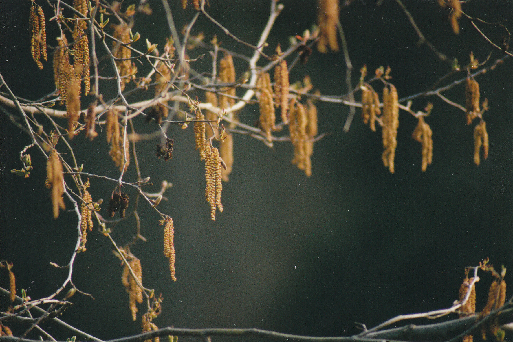 Alder branch in Spring