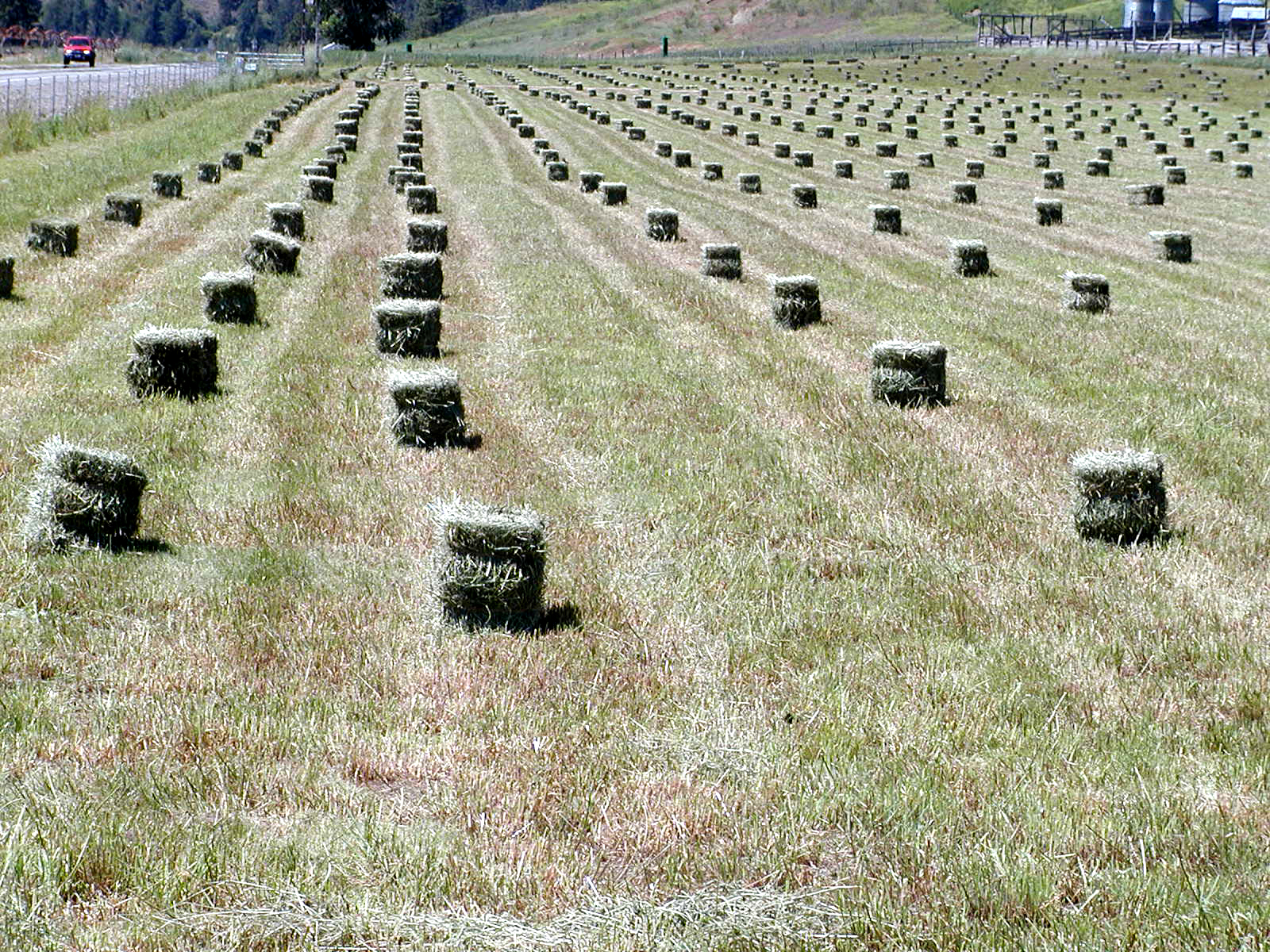 Alfalfa Bales