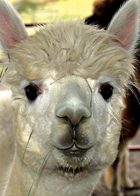 Alisia the Alpaca