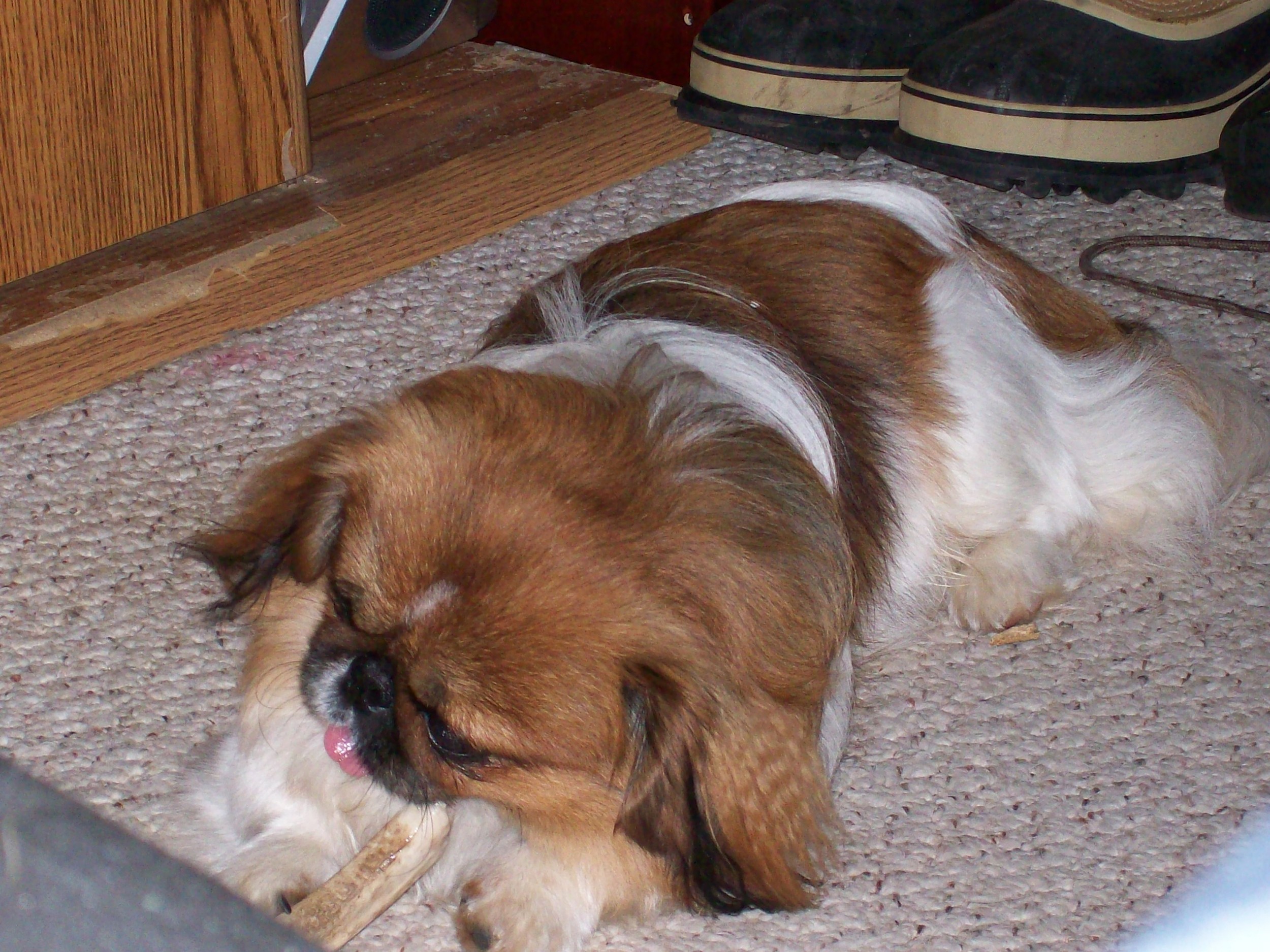 All this chewing is making me tired