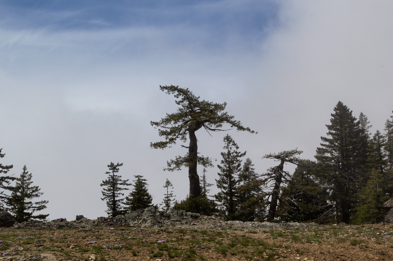 Alone King MT