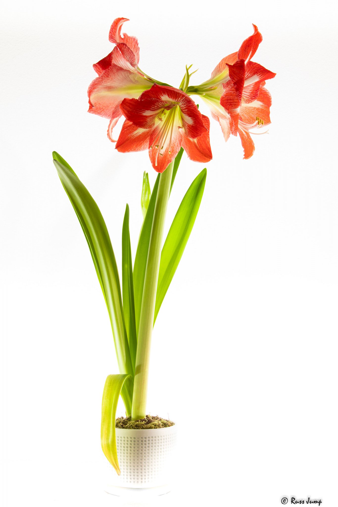 Amaryllis