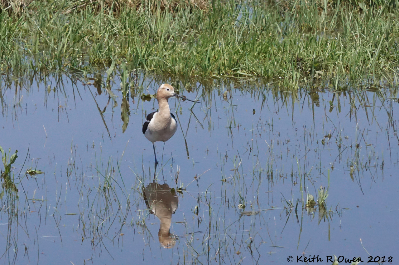 American Avocet
