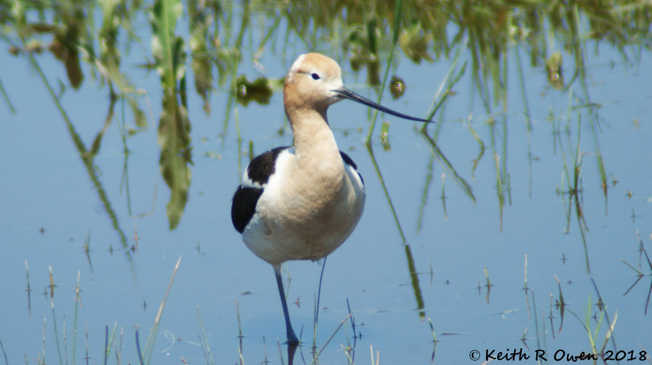 American Avocet