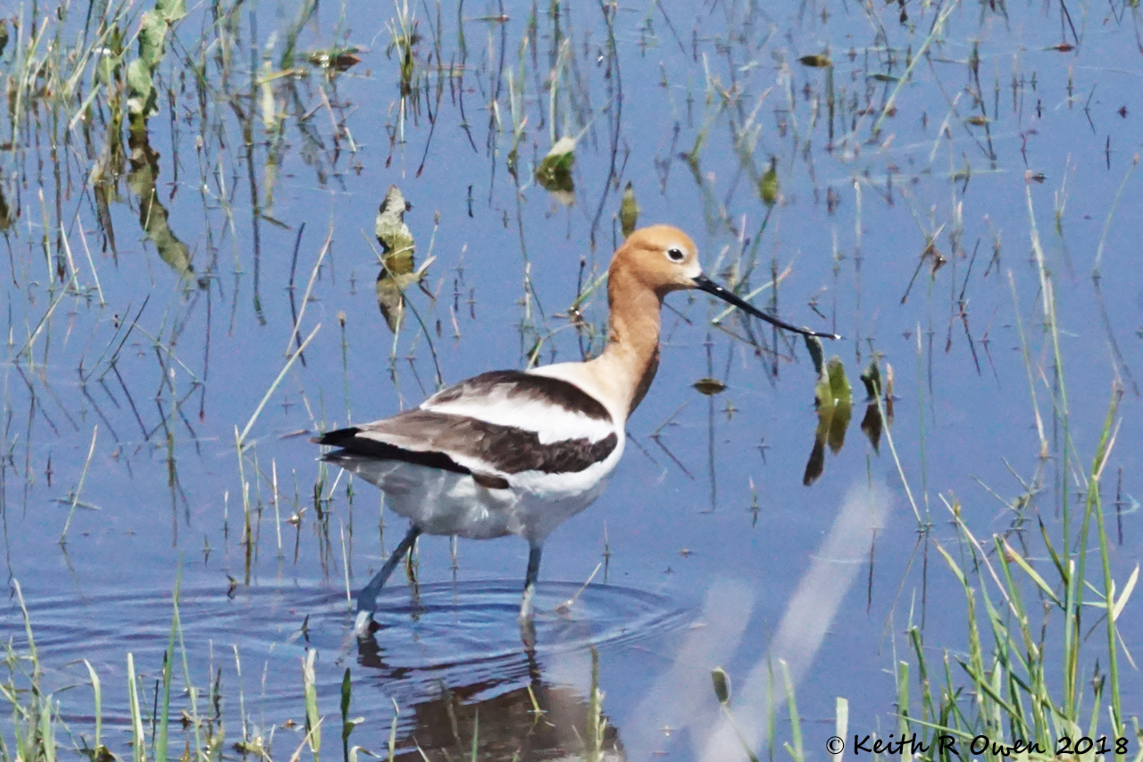 American Avocet