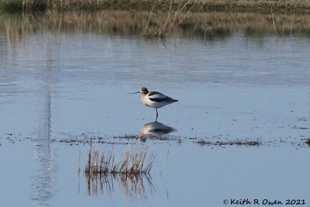 American Avocet