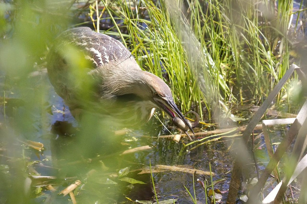 American Bittern Grabs a Tadpole.